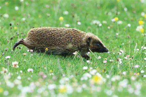 Britain’s hedgehog population has fallen 66 per cent in 20 years | New ...