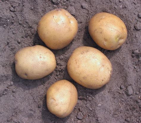 Solanum Tuberosum Potatoes Plantinfo