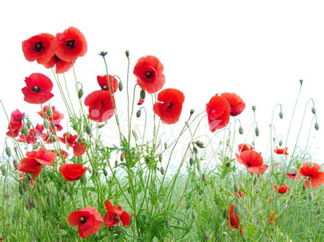 Red Poppies Stock Photo | Royalty-Free | FreeImages