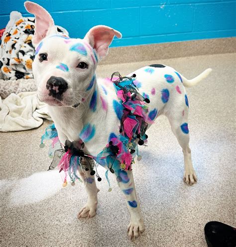 ardmore animal shelter 1