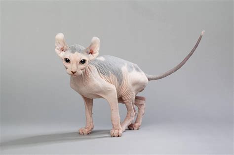 5 Hairless Cat Breeds - Syphnx, Elf, Lykoi and More!