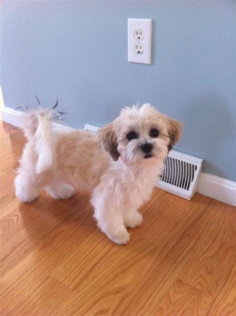 10 Shorkies full grown ideas | puppies, cute dogs, shorkie puppies