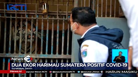 Dua Ekor Harimau Sumatra Di Taman Margasatwa Ragunan Positif COVID 19