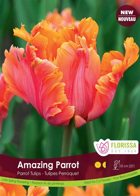 Parrot Tulips ‘Amazing Parrot’ (each bulb) – Fraser Valley Rose Farm