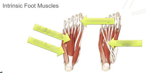 Intrinsic foot muscles Diagram | Quizlet