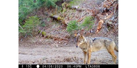 Is Re Le Loup Gagne De Nouveaux Territoires Sa Pr Dation Reste Stable