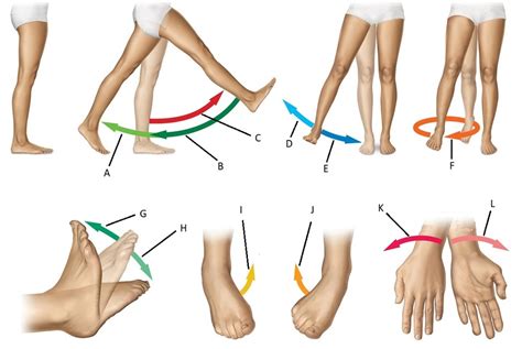 BIO 147 Chapter 7 Specific Movements Of Joints Diagram Quizlet