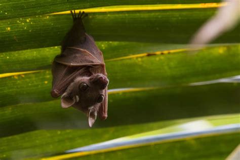 How To Keep Bats From Roosting Under Eaves