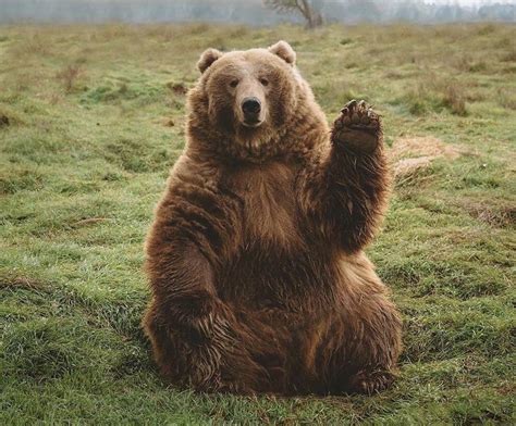 Bear Waving. : r/MemeTemplatesOfficial