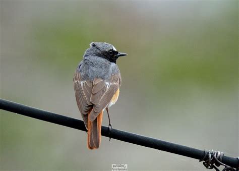 common redstart greek nature encyclopedia
