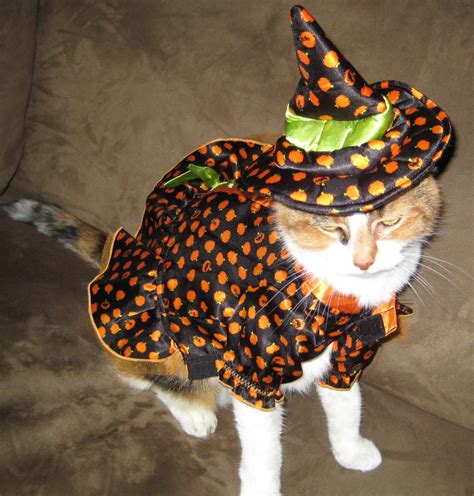 Funny Pet Costumes | Amazing Creatures