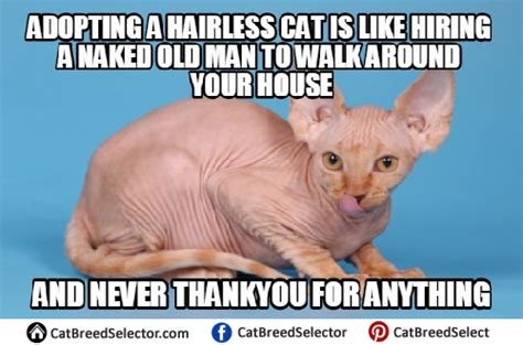 Pictures Of Hairless Cat Memes Funny Cute Angry Grumpy Cats Memes