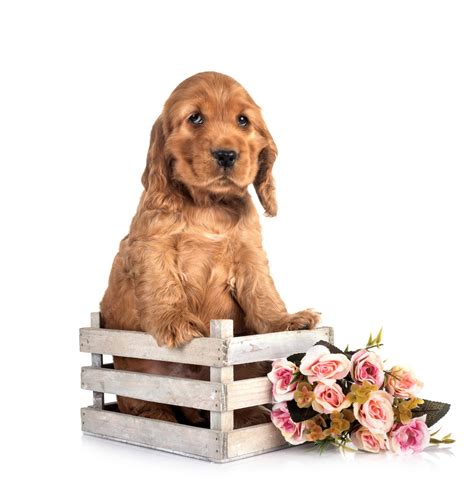 Golden Cocker Spaniel Puppies Wallpapers