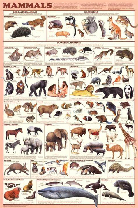 Buy Laminated Mammals Educational Animal Chart Laminated 24 x 36in Online at desertcartINDIA