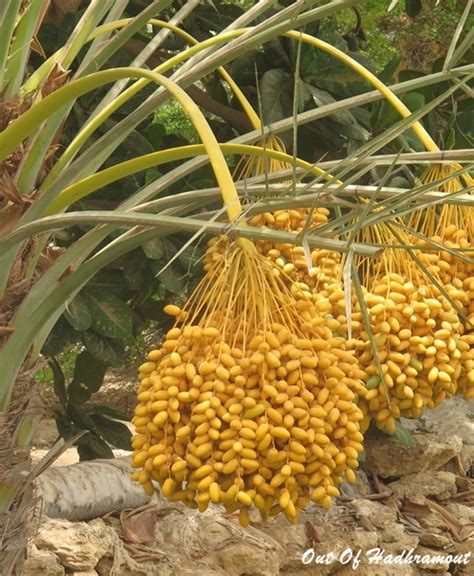 Out Of Hadhramout: Hadhramaut and the Wonder Date Palm and Fruit