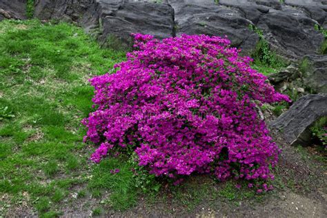 Bright Purple Flowering Bush Stock Photo - Image of growth, summer ...