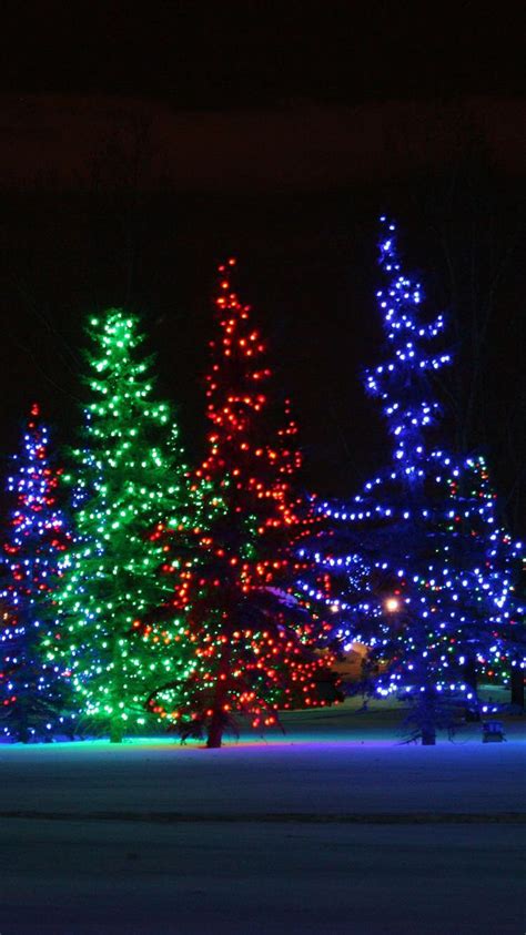 Christmas Trees Are Lit Up At Night In The Snow