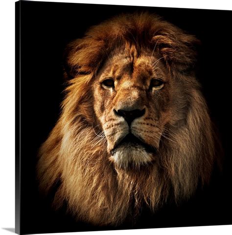 Lion Portrait On Black Background Great Big Canvas