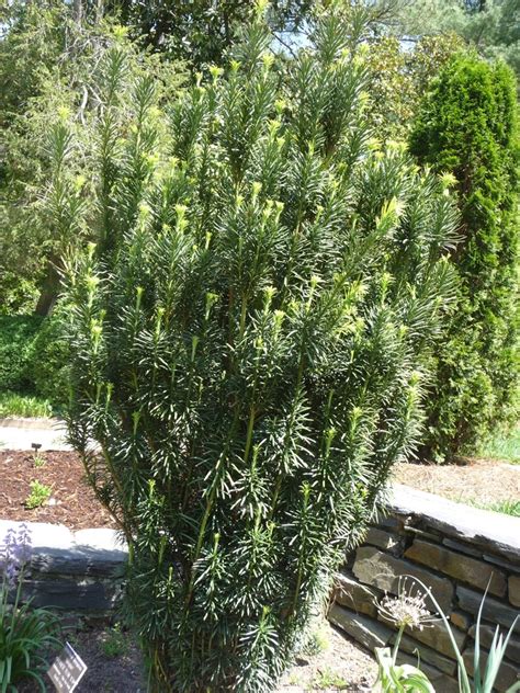 Taxus Baccata Fastigiata Stricta Irish Yew Garden Center Marketing