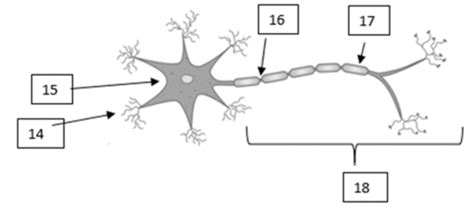 Biomed Nervous System And Senses Unit Test Flashcards Quizlet