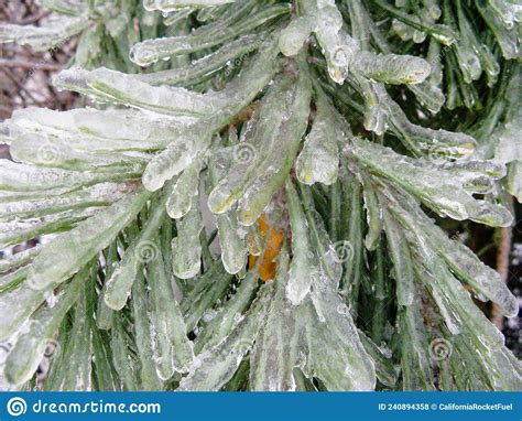 After The Freezing Rain Spruce Needles In Ice Stock Photo Image Of