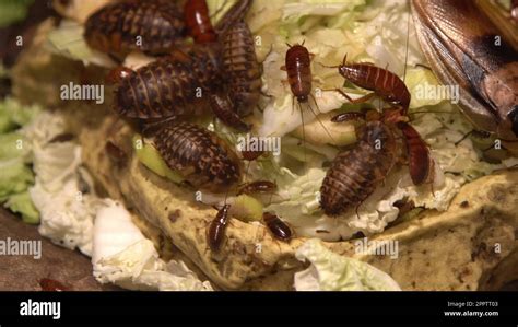 A Group Of Cockroaches Of Different Species Big And Small Eat Food Domestic Cockroach Eats