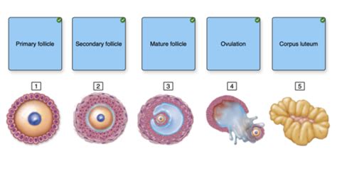 Female Reproductive System Quiz Mcgraw Hill Flashcards Quizlet