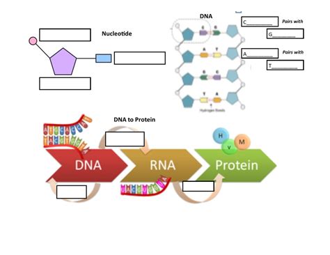 Dna To Proteins And Inheritance Of Traits Stemscope D Diagram Quizlet