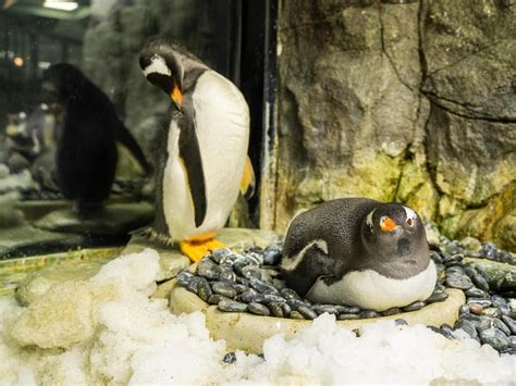 Sphen And Magic Same Sex Penguin Couple Celebrate Anniversary At Sea