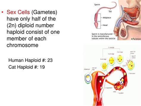 Ppt Cell Growth And Reproduction Powerpoint Presentation Free