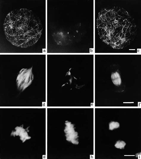 Organization Of Cortical Microtubules A B C And Mitotic Spindles