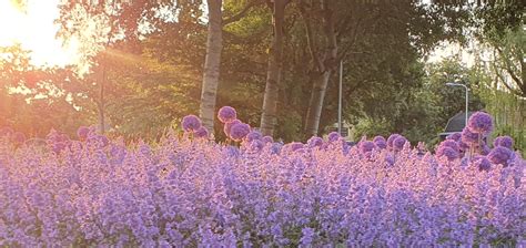 Gemeente Voorne Aan Zee On Twitter De Mooiste Plaatjes Van Voorne Aan