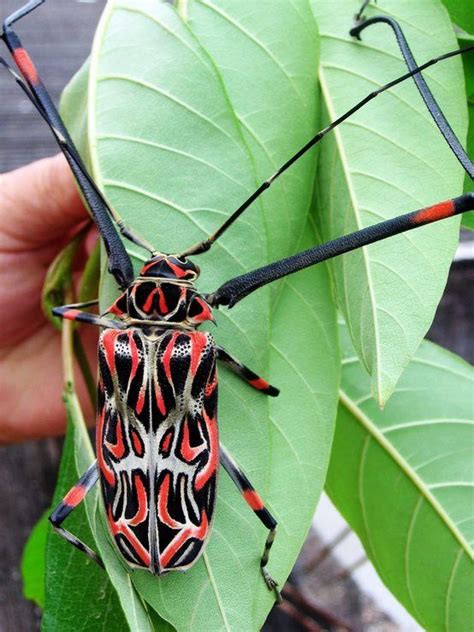 Acrocinus Longimanus Photo 2 Insects Beetle Beautiful Bugs