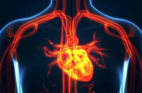 What is Heart Valve Disease?- Symptoms and Treatment - TheOmniBuzz