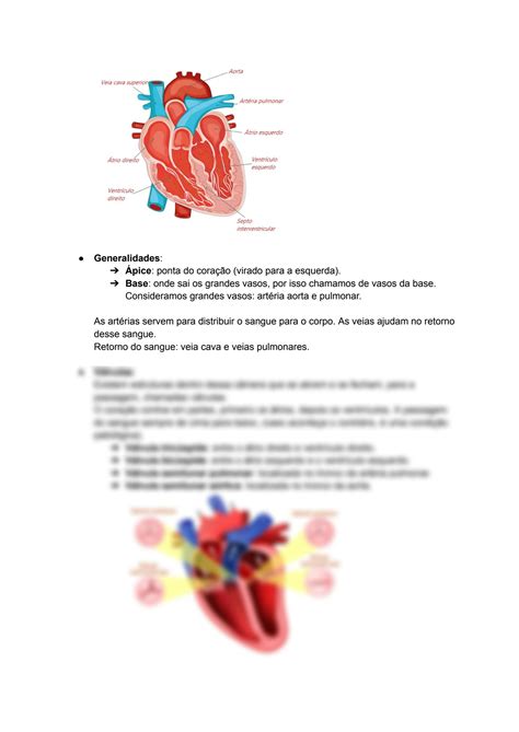 Solution Anatomia Do Sistema Cardiocirculat Rio Studypool