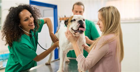 Comparing Pet Insurance Prices and Policies by Canine Styles