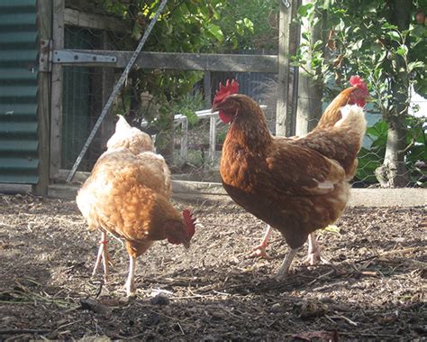 CHICKEN BREED PROFILE: Lohmann Brown – Urban Food Garden