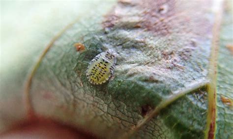 345/366 Italian Alder aphid | earthstar