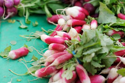 Fresh Radish At Best Price In Coimbatore Sakthivel Exports