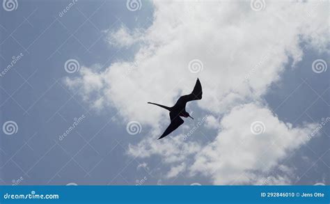 Magnificent Frigatebird Fregata Magnificens A Big Black Sea Bird With