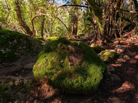 Premium Photo | A beautiful mossy rock in the forest