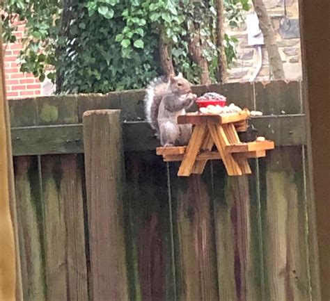 This Picnic Table Squirrel Feeder Lets Your Backyard Squirrels Sit Down ...