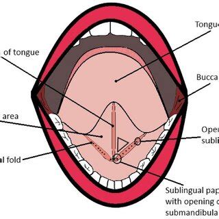 The sublingual cavity and floor of the mouth. F: lingual frenulum SF:... | Download Scientific ...