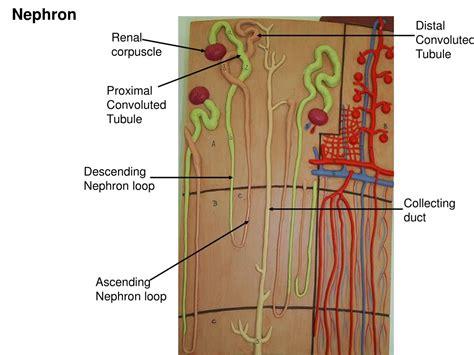 Ppt Layers Of Kidney Powerpoint Presentation Free Download Id9476355