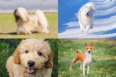 Top 29 Hypoallergenic Dog Breeds for People with Allergies - Newsweek