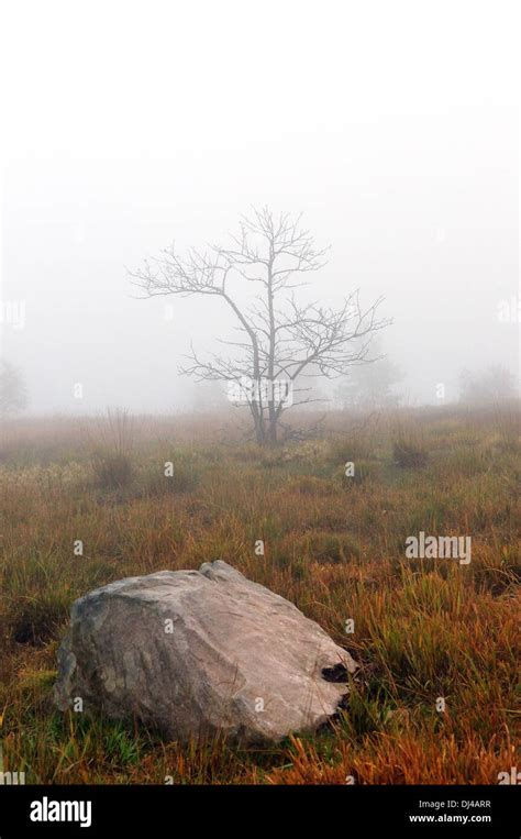 Albero Solitario Nella Nebbia Immagini E Fotografie Stock Ad Alta