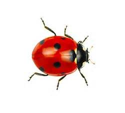 CONSPECTUS definition and meaning | Collins English Dictionary