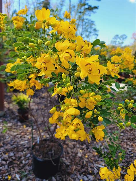 Cassia tree – Pooler Plant Pick-Up Station