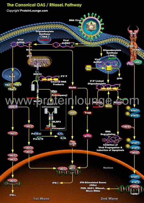 Biological Databases And Tools The Canonical Oas Rnasel Pathway