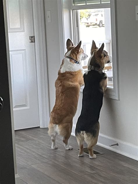 Our neighborhood watch is always vigilant. : r/corgi